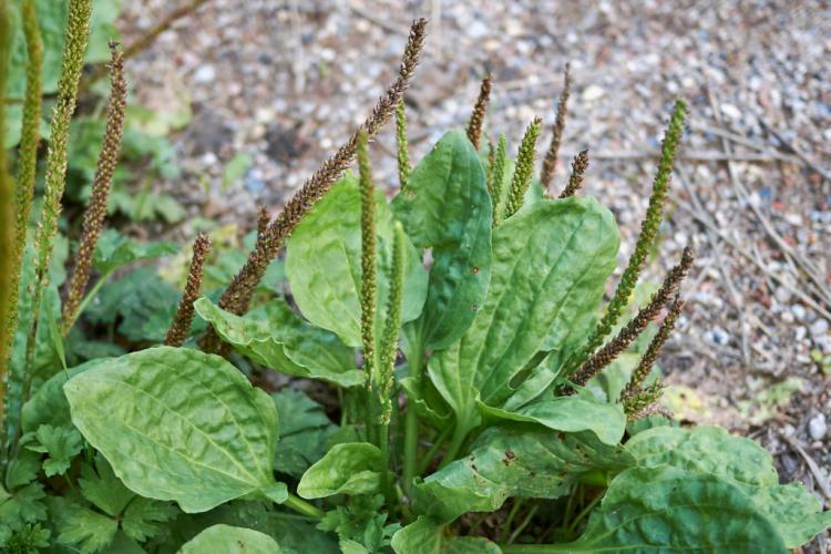 Plantain: The medicinal plant from the wayside