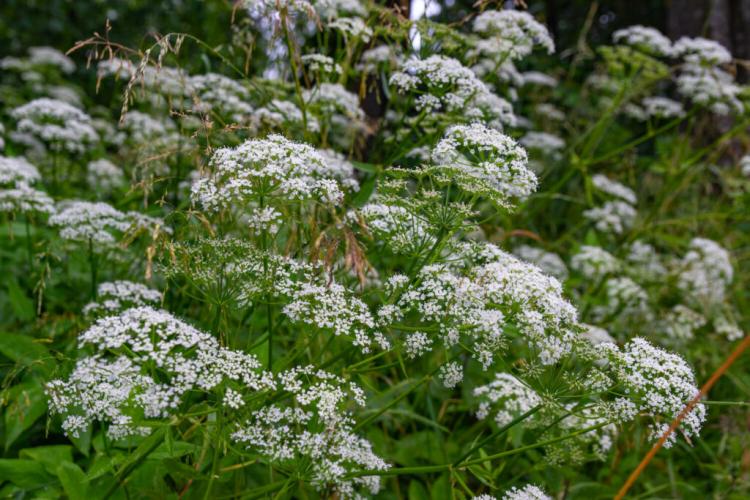 Anise: everything for planting in the garden