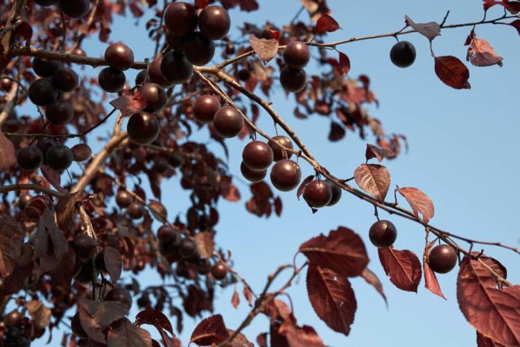 Blood plum: fruits, plants & care of the ornamental plum