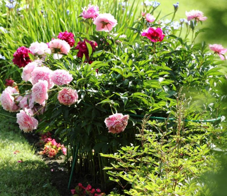 Peonies plants: 3 expert tips for planting