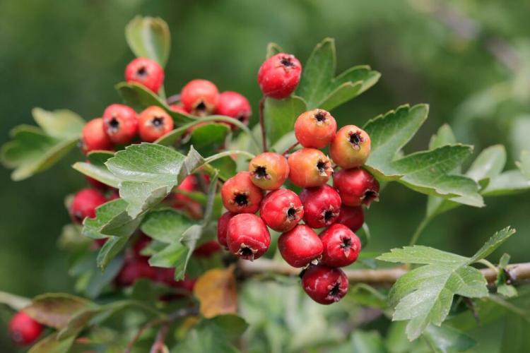 Hawthorn Plants And Use