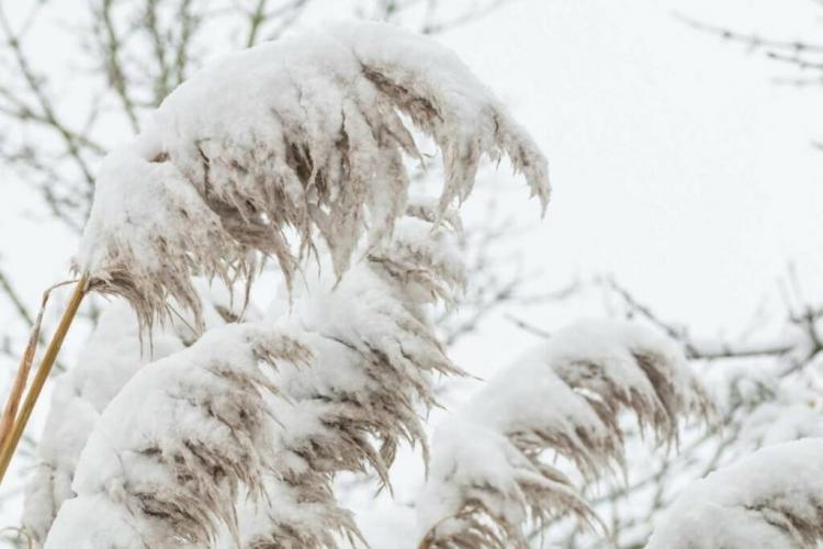 Cutting back pampas grass: cutting tips from the experts