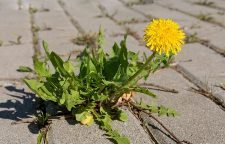 Removing Dandelions: How To Get Rid Of The Annoying Weed