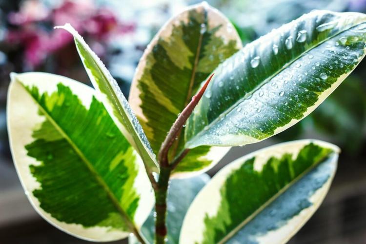 Is The Rubber tree poisonous for humans and animals?