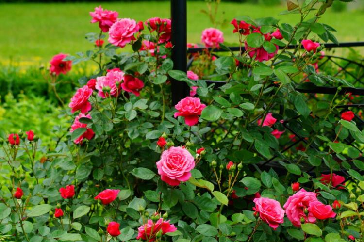 Bouquet Rose Varieties: 20 Most Beautiful For Your Garden