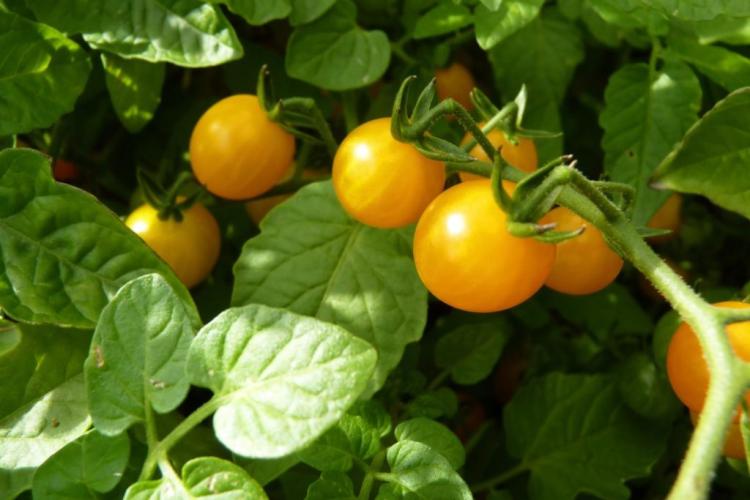 Yellow tomatoes: the best varieties & tips for planting