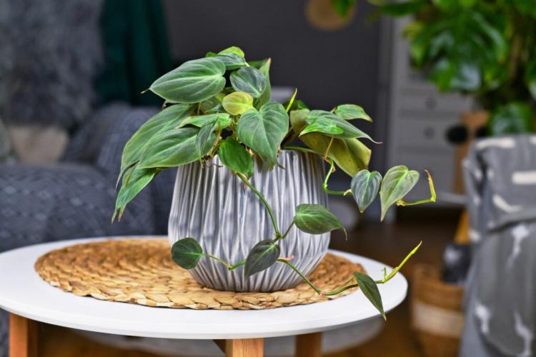 Philodendron Scandens: Varieties, Care And Propagation