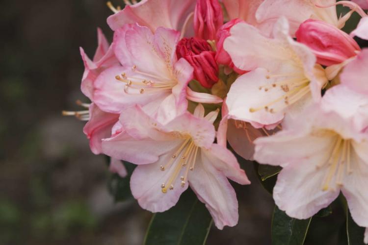 Rhododendron varieties: the 50 most beautiful varieties for the garden (overview)