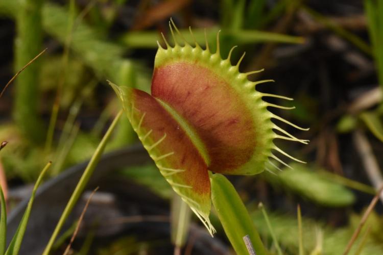 Venus flytrap: everything you need to know from caring for the carnivore to multiplying