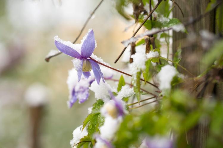 Maintaining Clematis: Expert Tips For Watering, Cutting & Fertilizing