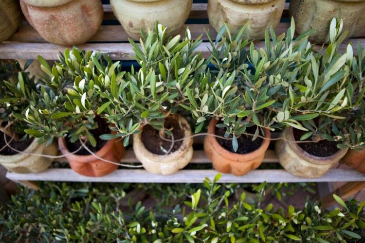 Olive tree in a pot: care, overwintering & Co.