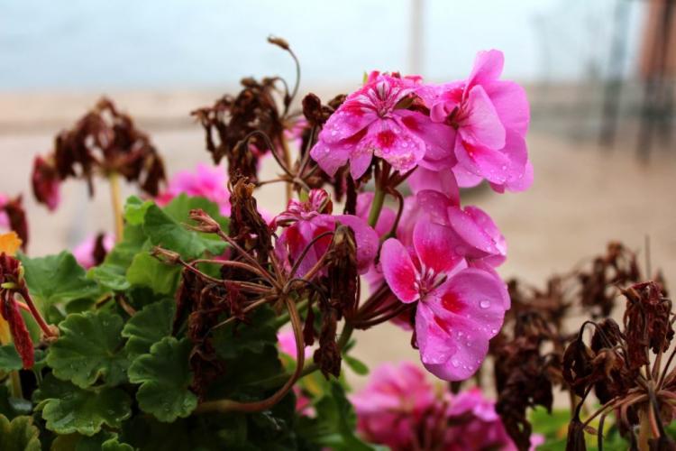 Caring for geraniums: everything you need to know about proper care and diseases