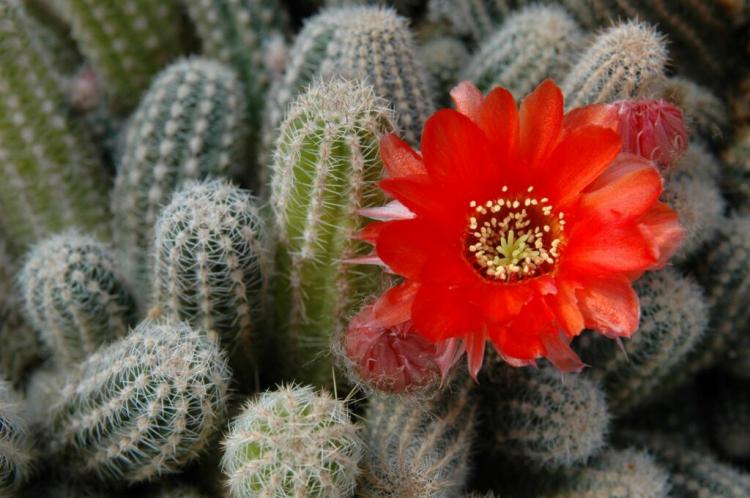 Cacti care: watering & fertilizing