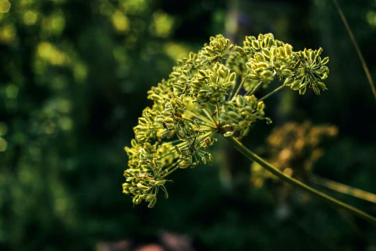 Anise: everything you need to plant in the garden