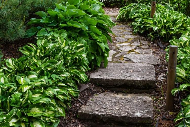 Hostas: Everything for planting, caring for and propagating