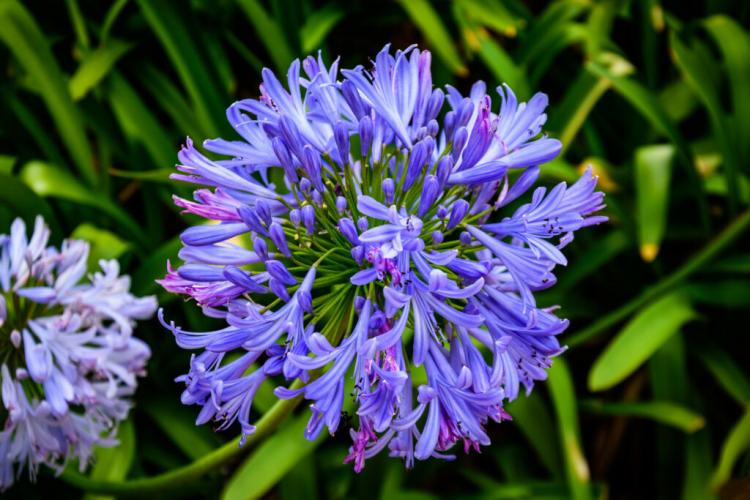 Hibernating Agapanthus: Tips For Successful Hibernation Of African Lily