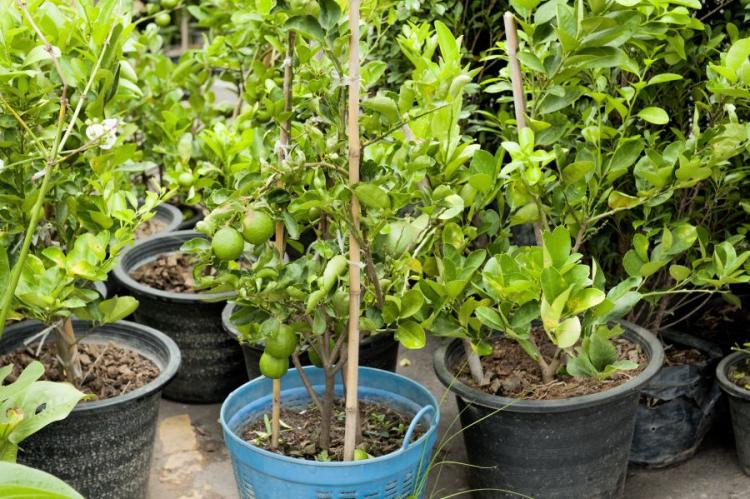 Bergamot: Everything about planting, caring for & using the fruit
