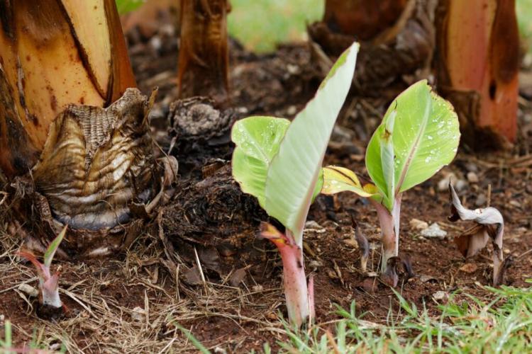 Planting & Maintaining Banana Plant In Your Own Garden