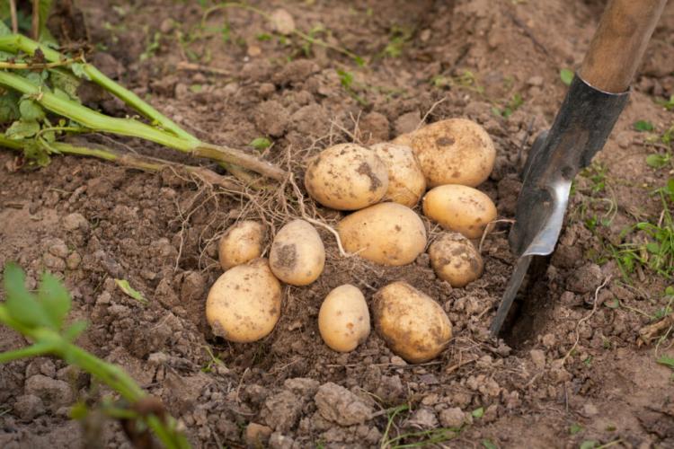 Harvesting Potatoes: Correct Procedure And Timing