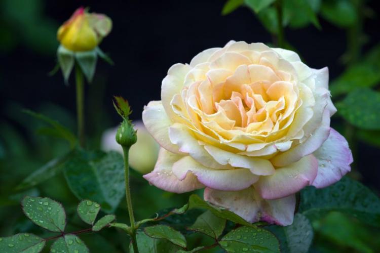 Types of roses: the 12 most beautiful rose classes at a glance