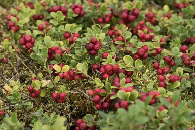 Lingonberries: plants, care & varieties