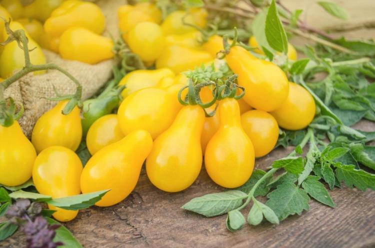 Yellow tomatoes: the best varieties & tips for planting