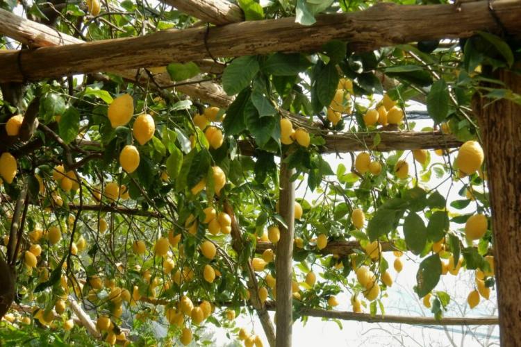 Sorrento Lemon: Traditionally Grown & Extremely Aromatic