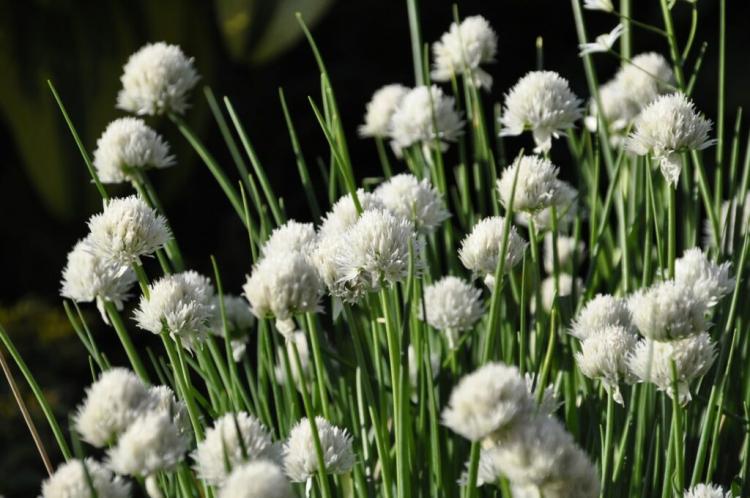 Chive varieties: large, small & fast-growing at a glance