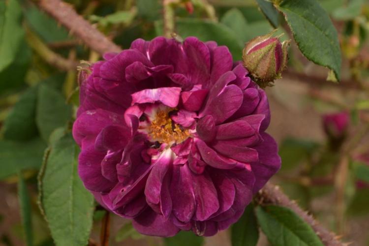Moss rose: Tips for cutting, planting & propagating