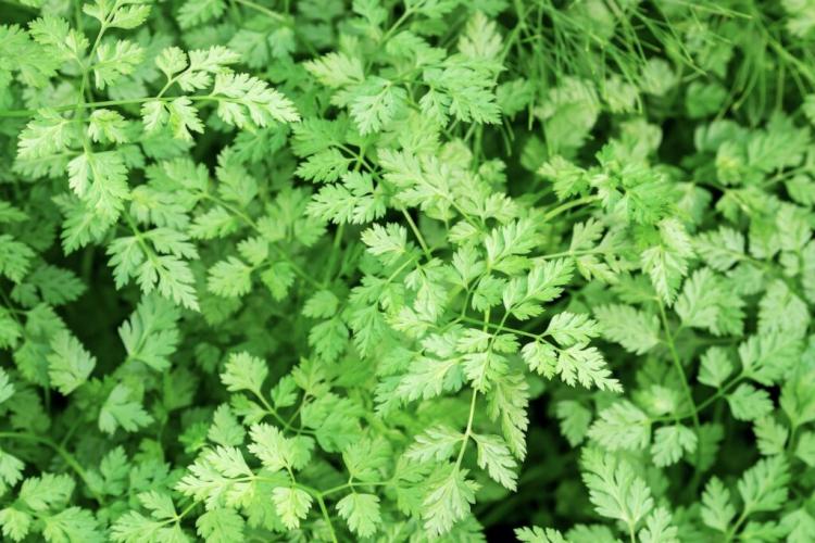 Chervil: planting, care and use