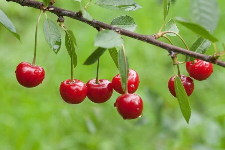 Cherry tree cutting: everything at the right time & cut