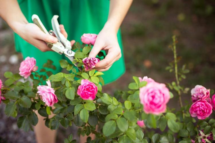 Rose Care: All You Need To Know From Fertilizing To Cutting