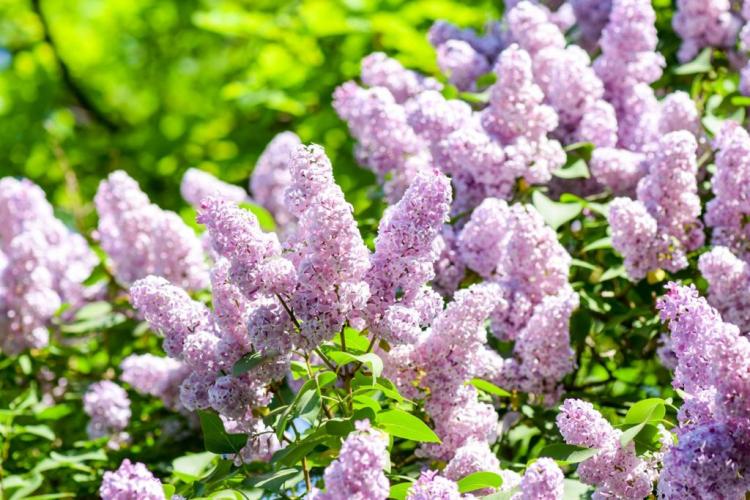 Cutting lilacs: when and how to cut back?