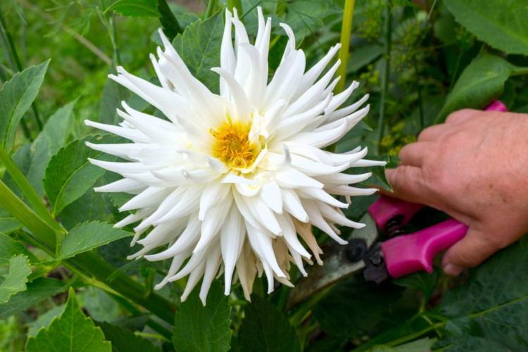 Caring for dahlias: care tips from the experts