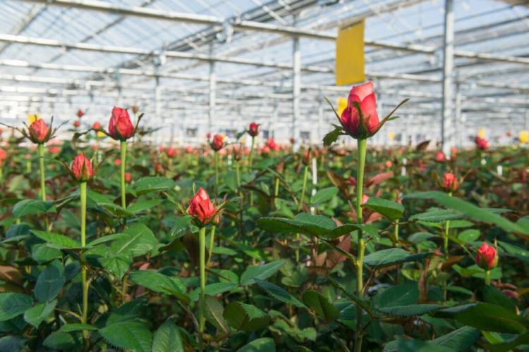 Buy roses: guides and recommended sources of supply