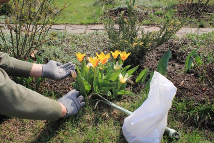 Fertilizing tulips: when, how & with what?
