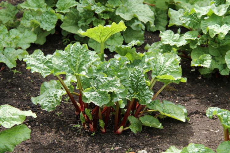 10 tips for growing rhubarb
