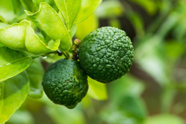 Kaffir Lime: Cultivation And Special Features