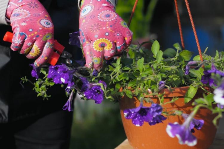Petunias: planting, caring for & the best varieties