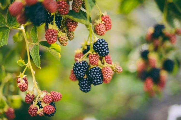 Fertilizing Blackberries: Instructions And Expert Tips