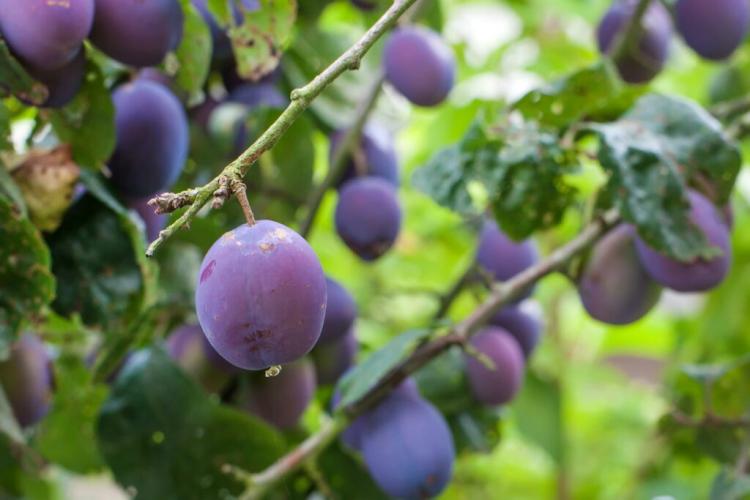 Plum tree plants: instructions and tips for care