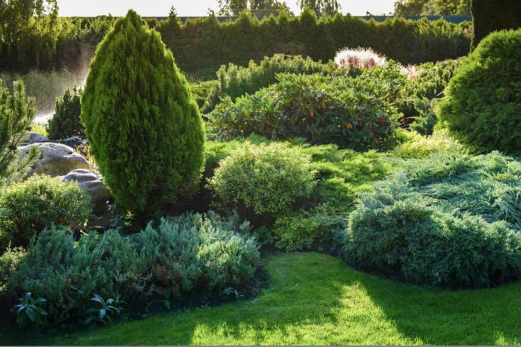 Conifer Species: The Most Beautiful For The Garden