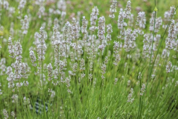 Lavender Types: The Top 25 Types Of Real Lavender (Overview)