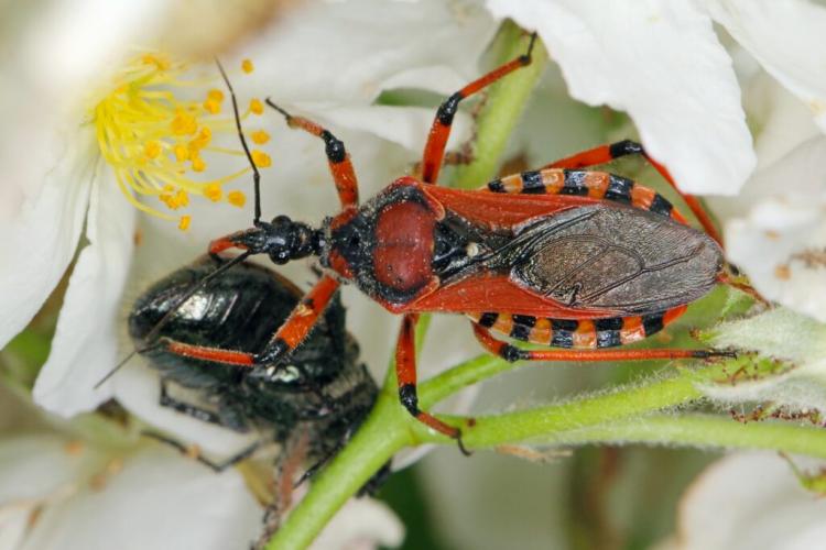 Predatory Bug: How To Get Rid Of Native Predatory Bug Species Effectively