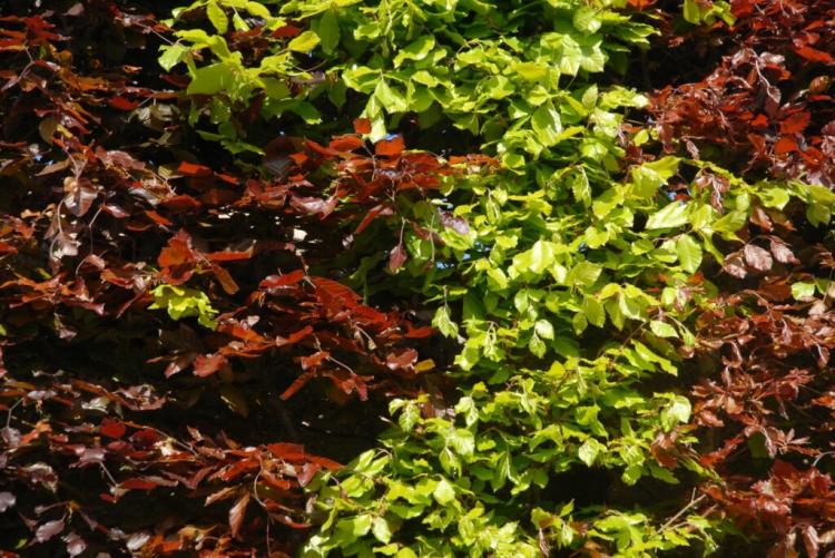 European beech tree: expert tips on buying, caring for & cutting