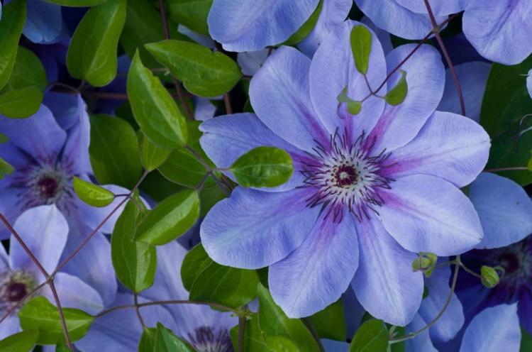 Clematis Types: Hardy And Special Varieties (Overview)