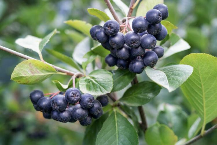 The Most Popular Chokeberry Varieties