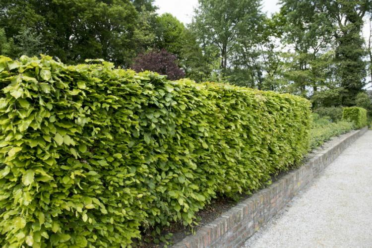 European beech hedge: expert tips on buying, caring for & cutting