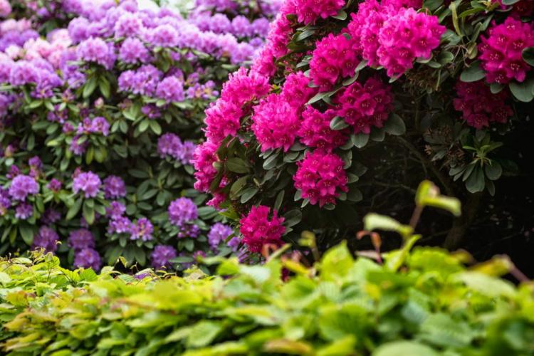 Fertilizing rhododendrons: the right fertilizer & timing