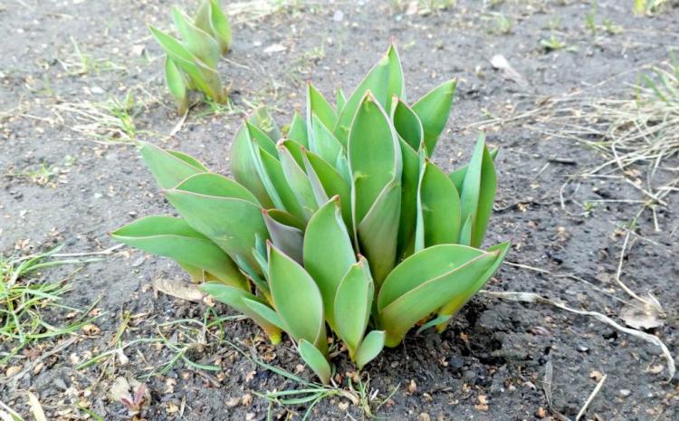 Fertilizing tulips: when, how & with what?